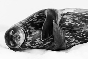 © Ralf Schneider/Wildlife Photographer of the Year